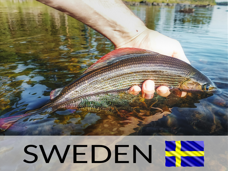 GRAYLINGS IN THE GREAT NORTH - Fishing in Sweden - between grayling and nature