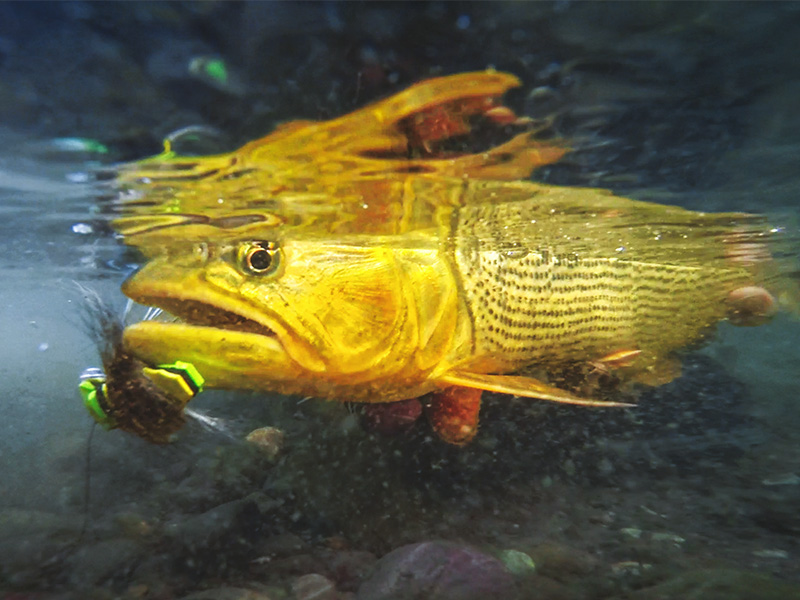 ARGENTINIAN ADVENTURES - Dorados on sight with dry flies - Fly fishing in Argentina: Dorados on dry flies