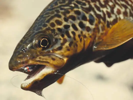 Andreas Riedl - Learn to fly fish - top guide for beginners