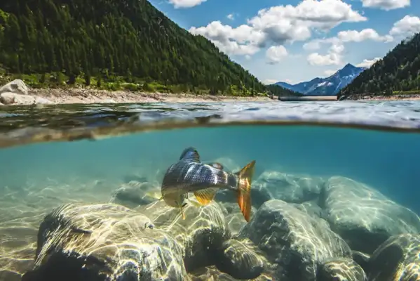 Andreas Riedl - Lake Neves fishing: everything you need to know