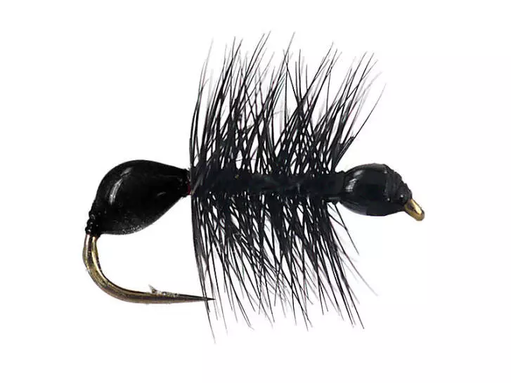 Hard Body Black Ant