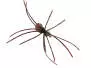 Foam Spider