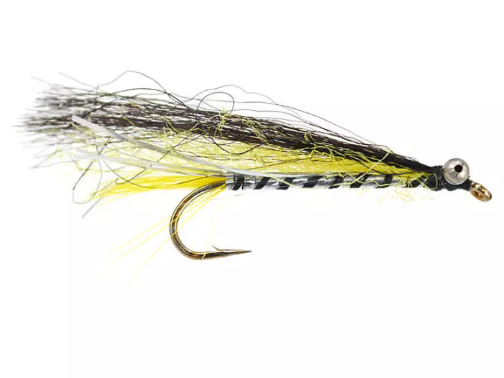Black Body Trout