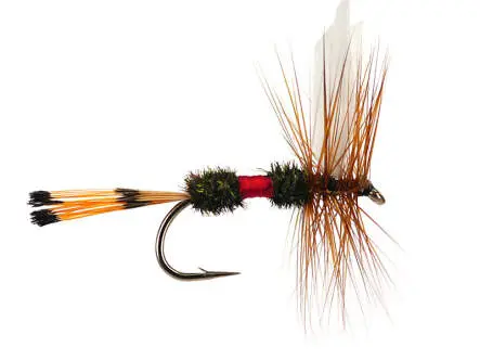 Royal Coachman 12