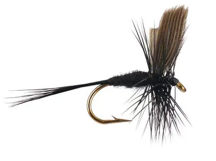 Black Gnat 18