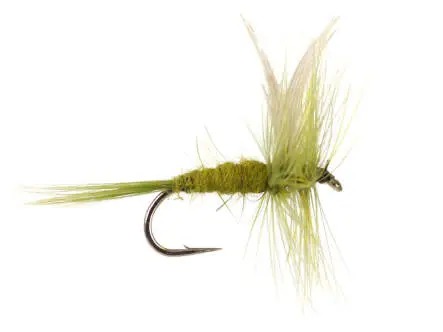 Olive Dun 16