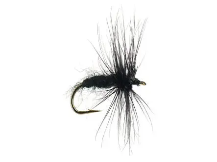 Black Spider 14