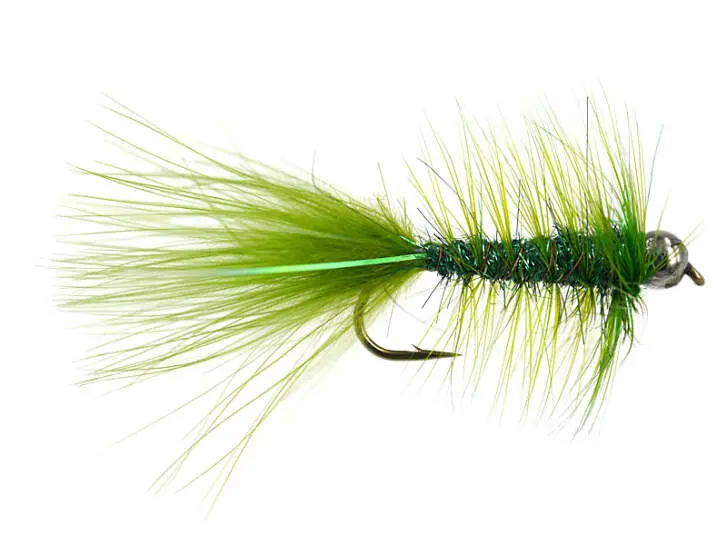 W.B. Bright Olive Competition 6