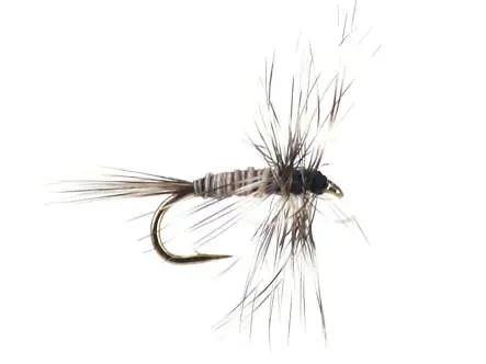 Mosquito Larva 16