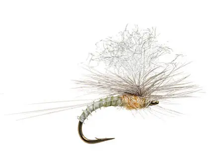 Christiaens GT Adult - PMD 14