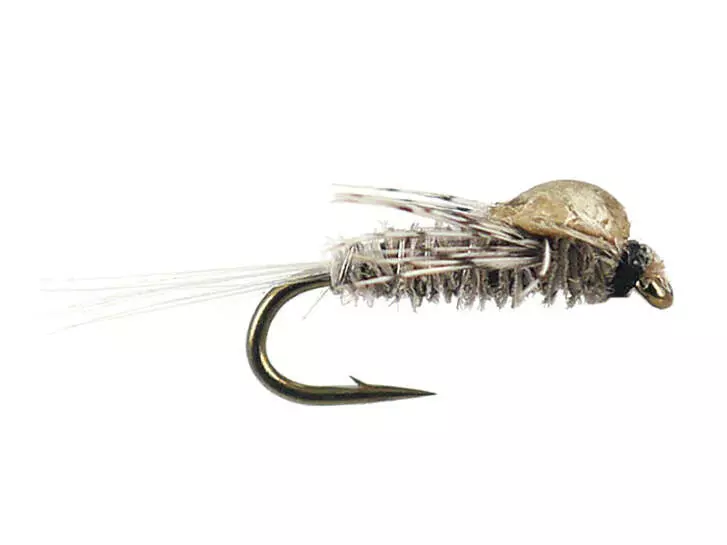 Caenis Nymph