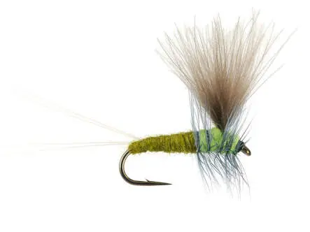 Bwo Dun 01 18