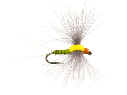 Bwo Dun 02 18