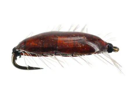 Asellus 14