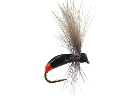G3 Grayling Ant 20