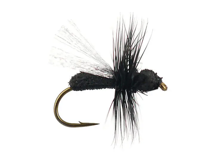 G8 Black Ant 02 18