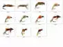 Set Trichoptera (Larve - Pupe - Emerger) - L - 11 flies