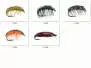 Set Crustacea (Gammarus & Asellus) - XS - 10 flies