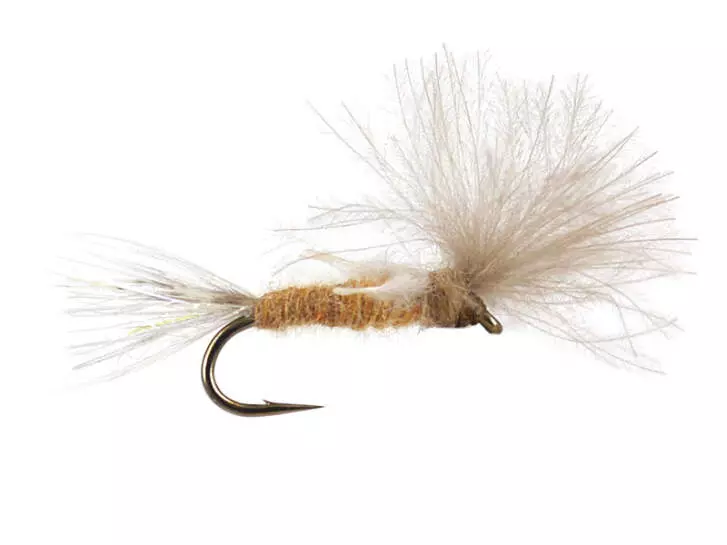 CDC Transition Dun - Tan