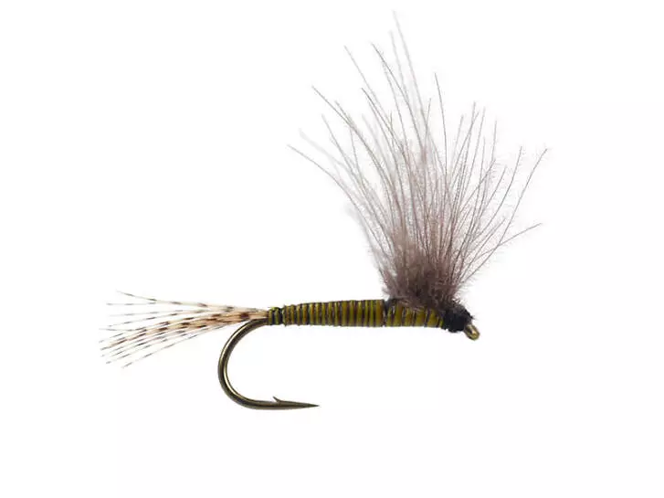 CDC BWO - Olive