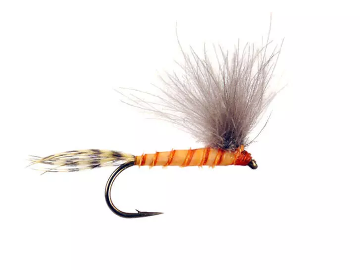 CDC BWO - Orange