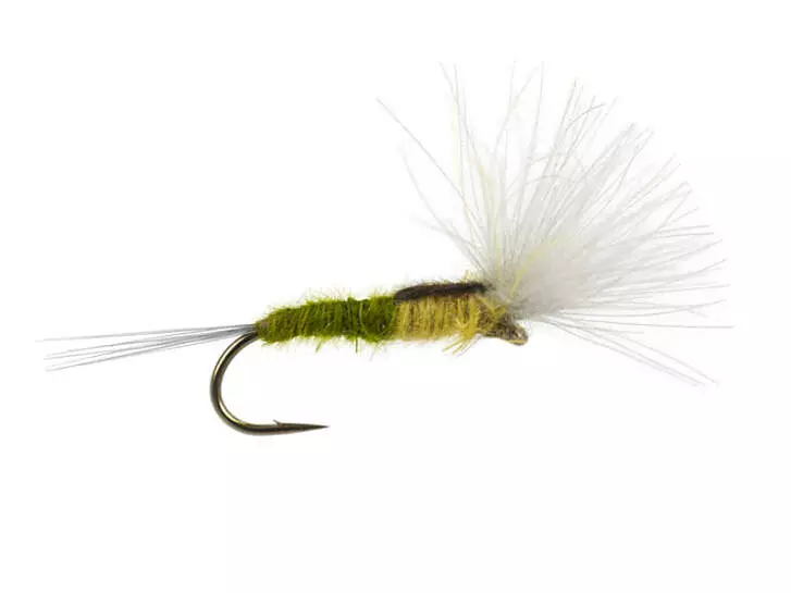 CDC Split Wing - Bwo