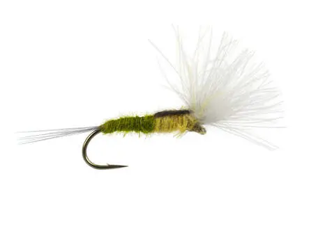 CDC Split Wing - Bwo
