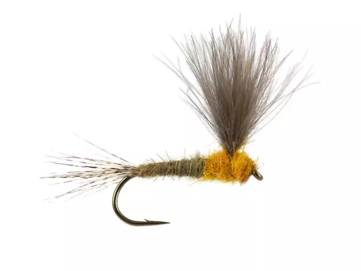 CDC Upright - Yellow May