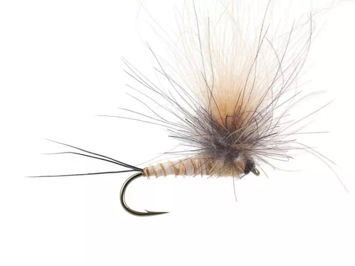 CDC Full Parachute (H. Modesta) - Tan Yellowish