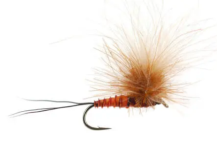 CDC Full Parachute (H. Modesta) - Brown Reddish