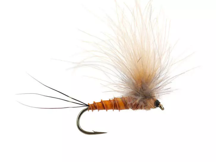 CDC Full Parachute (H. Modesta) - Brown Yellowish