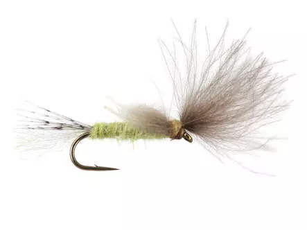 CDC Transition Dun - Pale Olive 18