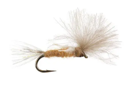 CDC Transition Dun - Tan 16