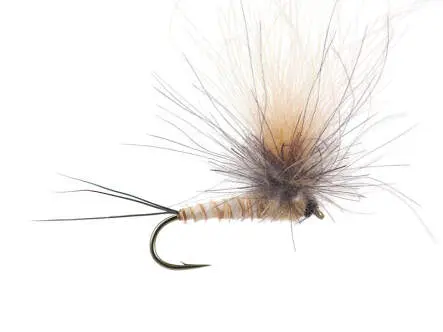 CDC Full Parachute (H. Modesta) - Tan Yellowish 12