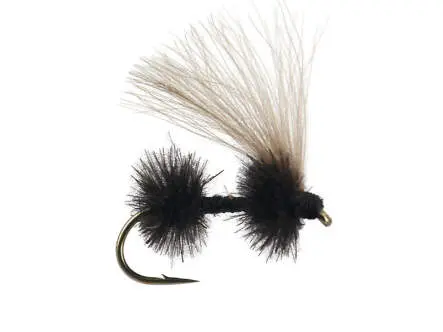 CDC Black Ant 02 18
