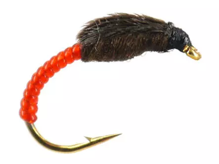 Coregonus line THORAX COLLECTION