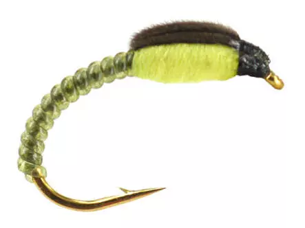 Coregonus line THORAX COLLECTION