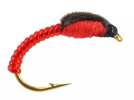 Coregonus line THORAX COLLECTION