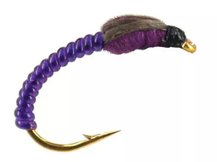 Coregonus line THORAX COLLECTION