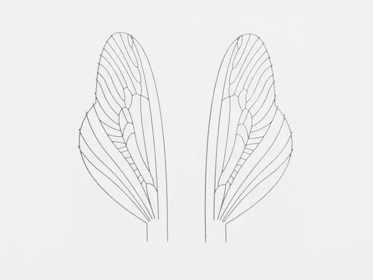 Realistic wing material for spents: caddis and stoneflies - size U1
