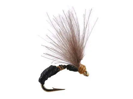 Smooth Black Brown Ant 16