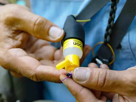 SILICONE SMALL CADDY loon outdoors