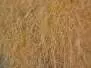HARE DUBBING hotfly - 1 g - brown beige
