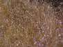 UV-ICE DUBBING hotfly - 1 g - light brown olive uv
