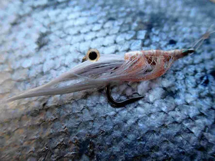 MW Good Year Shrimp Dark