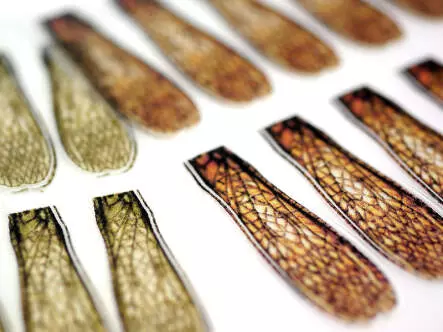 X-TRUE STONEFLY WINGS hotfly - 10 pc.