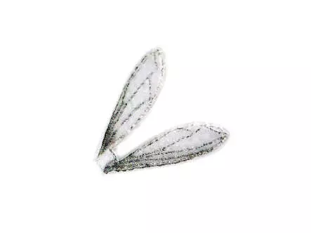 X-TRUE TERRESTRIAL WINGS hotfly - 10 pc.