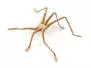 SILIFOAM UNIVERSAL LEGS hotfly - 5 pc. - XS - tan