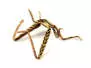 SILIFOAM HOPPER LEGS hotfly - 5 pc. - L - beige