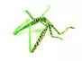SILIFOAM HOPPER LEGS hotfly - 5 pc. - S - green